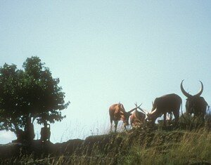 cattle and boys