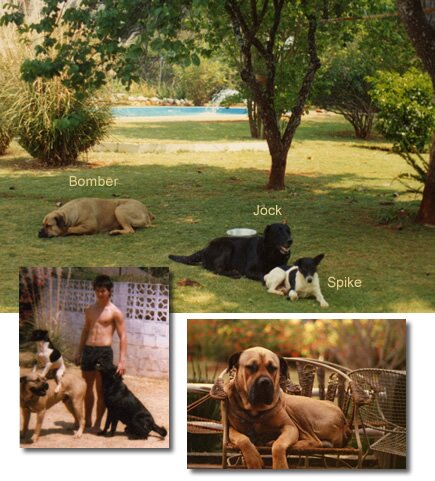 dogs-ian-final2s 3 dogs in Africa